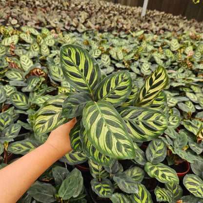 4” Calathea Makayona