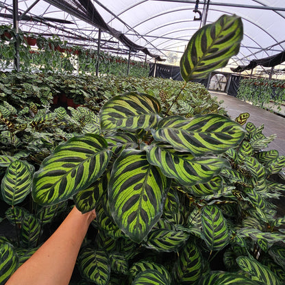 6” Calathea Makayona