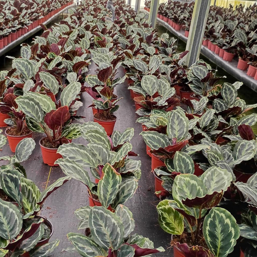 6” Calathea Medallian