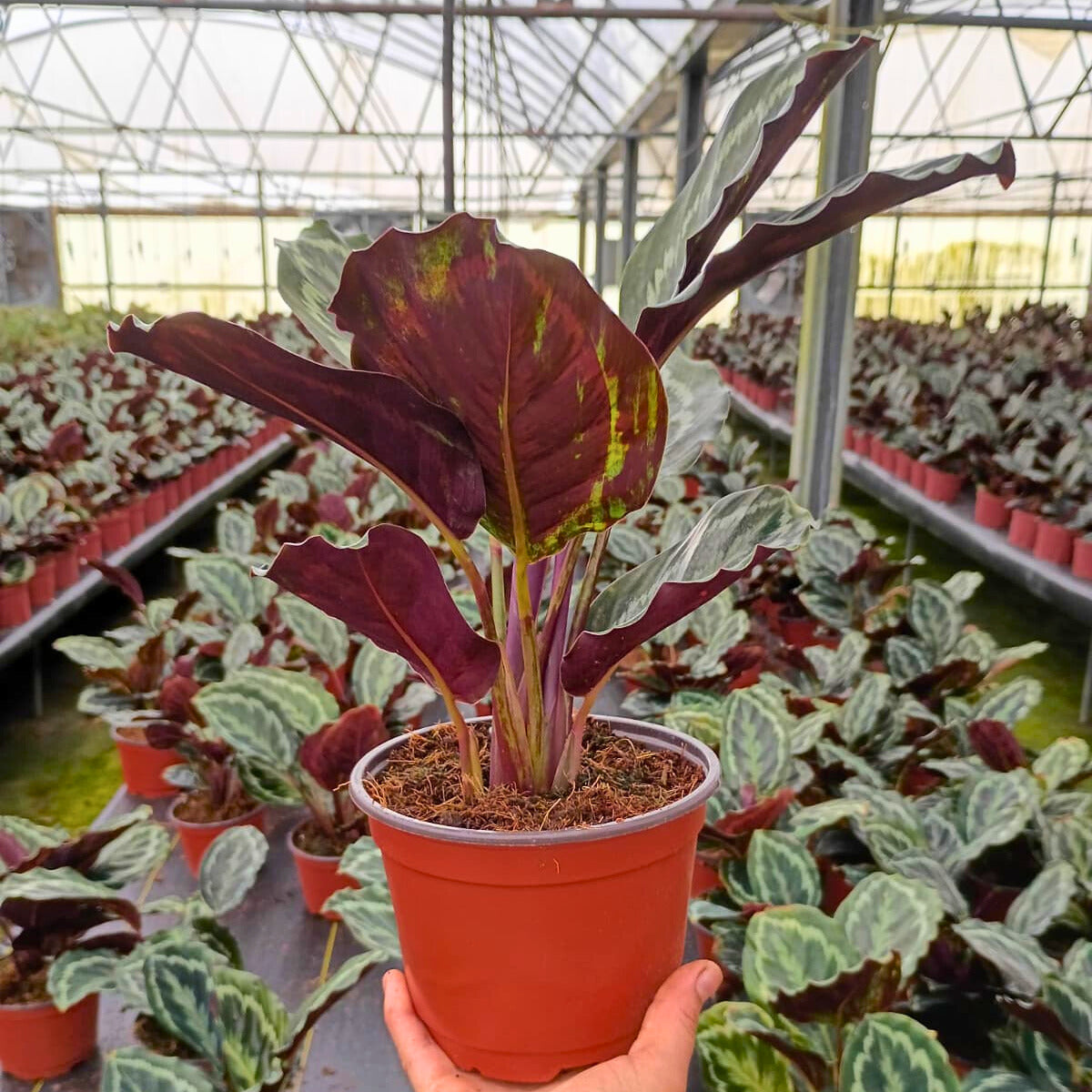 6” Calathea Medallian