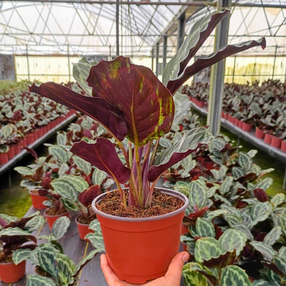 6” Calathea Medallian