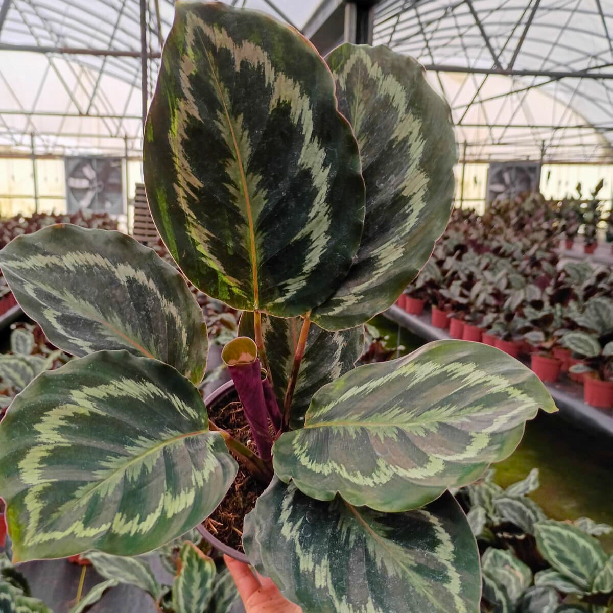 6” Calathea Medallian