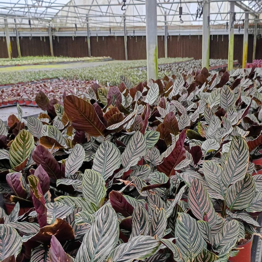 6” Calathea Ornata