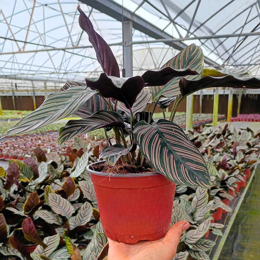 6” Calathea Ornata