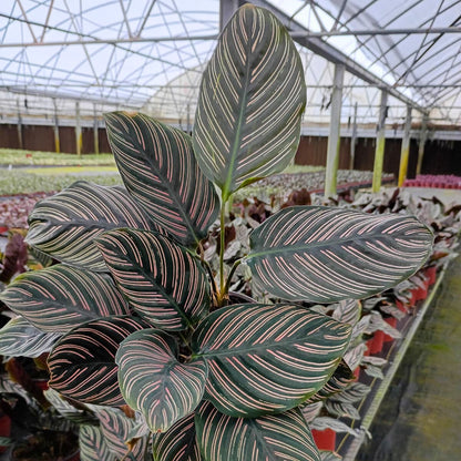 6” Calathea Ornata