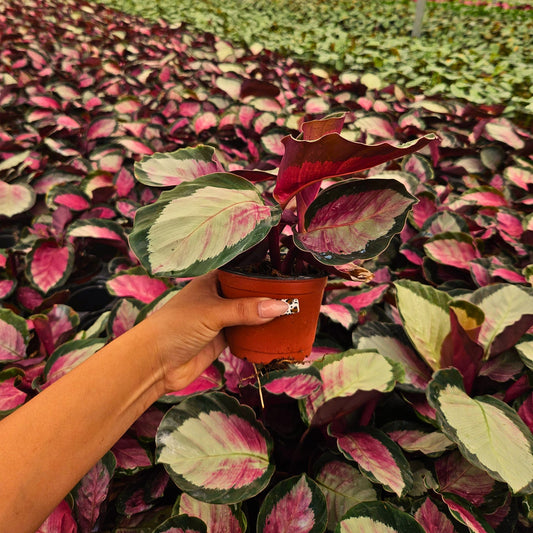 4” Calathea Pale Rosy