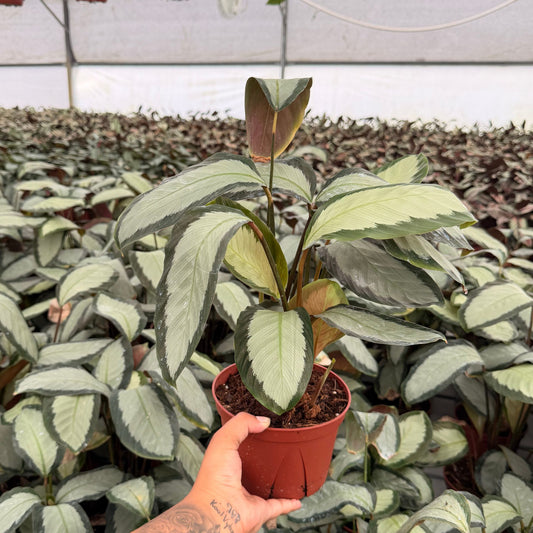 6” Calathea Picturata