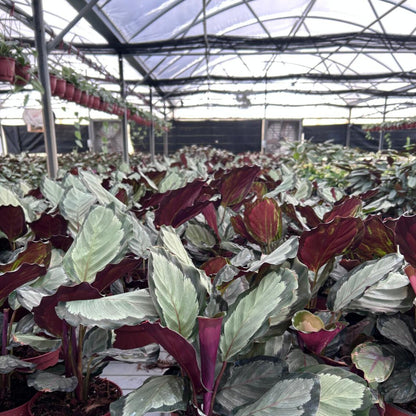 6” Calathea Roseopicta Corona