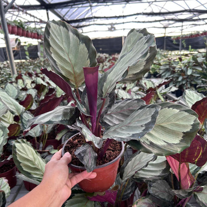 6” Calathea Roseopicta Corona