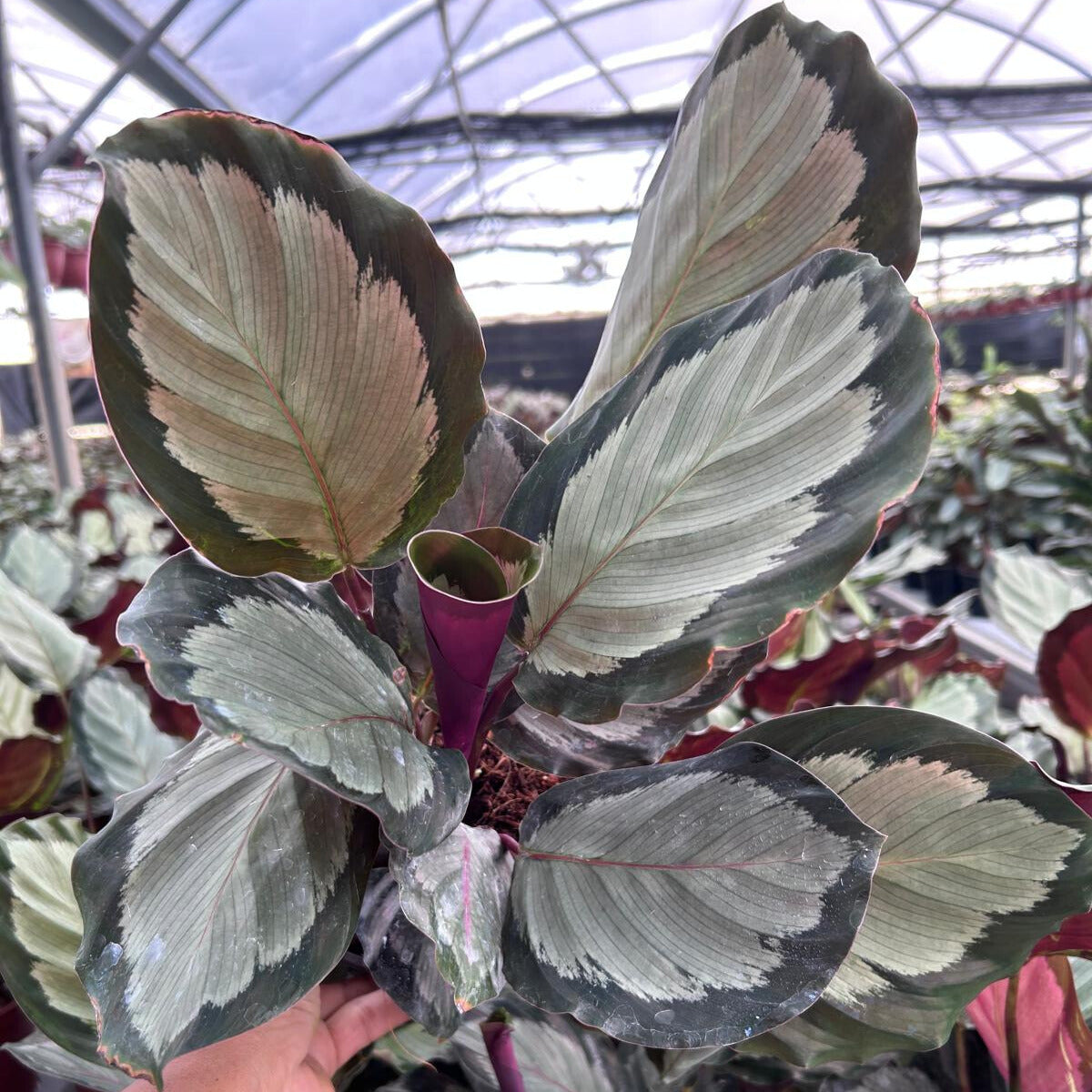 6” Calathea Roseopicta Corona