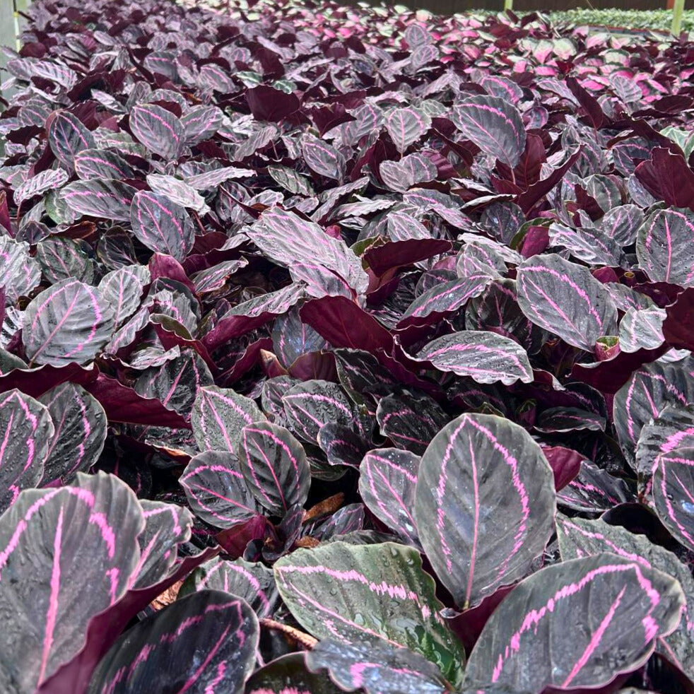 4” Calathea Roseopicta Dottie