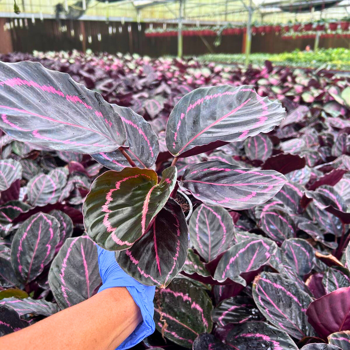 4” Calathea Roseopicta Dottie