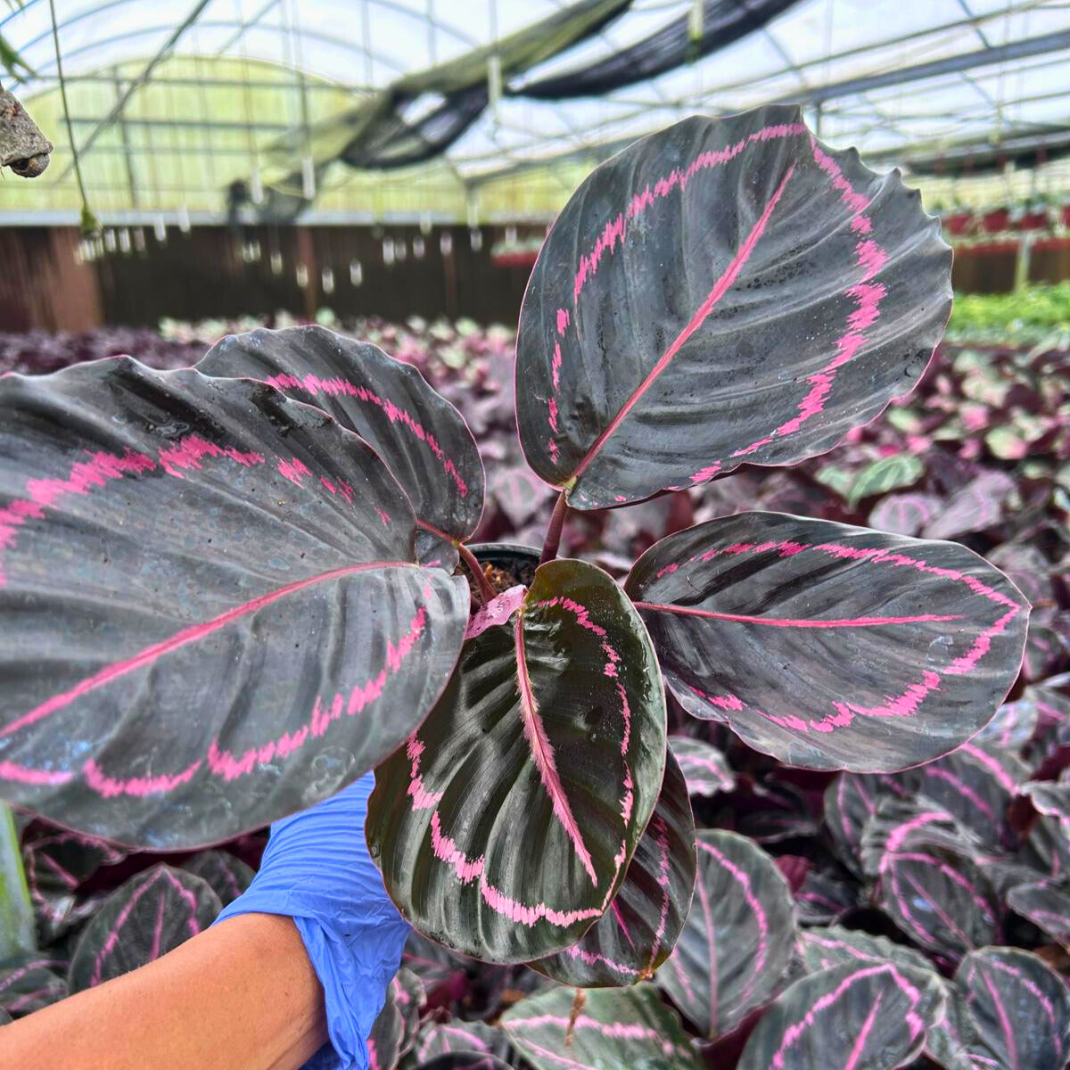 4” Calathea Roseopicta Dottie