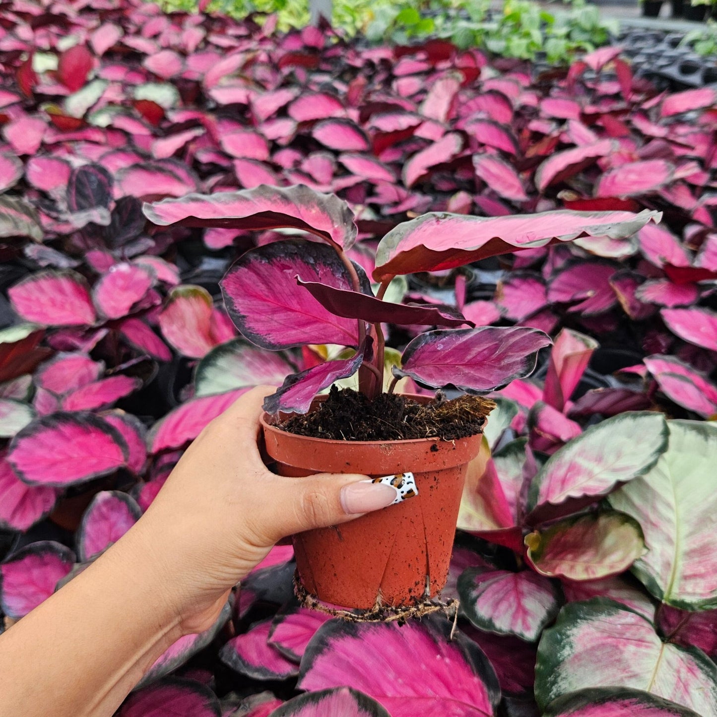 4" Calathea Rosy
