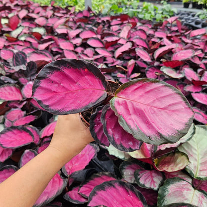4" Calathea Rosy