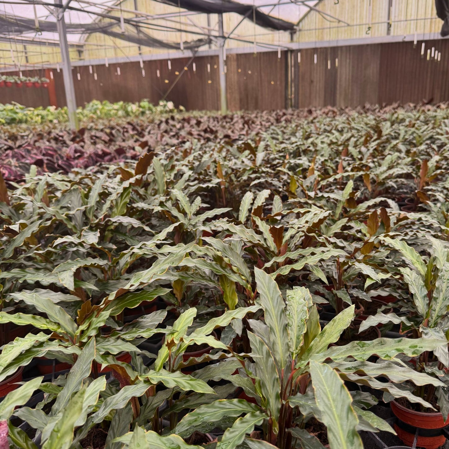 4” Calathea Rufibarba