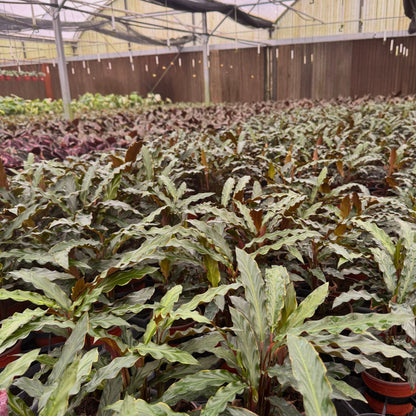 4” Calathea Rufibarba