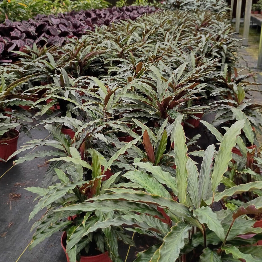 6” Calathea Rufibarba