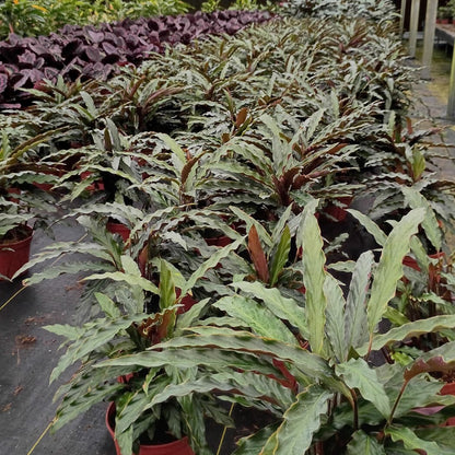 6” Calathea Rufibarba