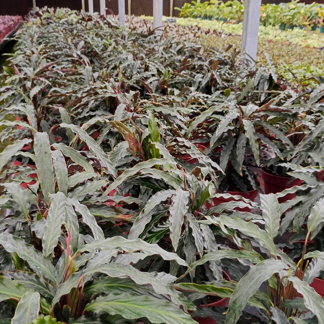 8" Calathea Rufibarba