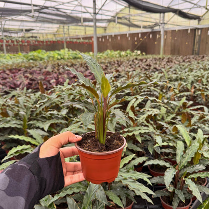 4” Calathea Rufibarba