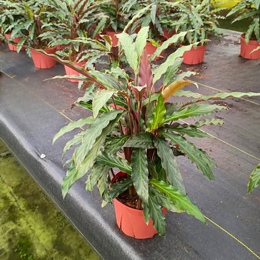 6” Calathea Rufibarba