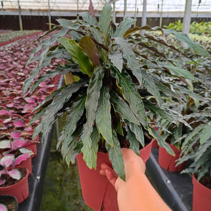 8" Calathea Rufibarba
