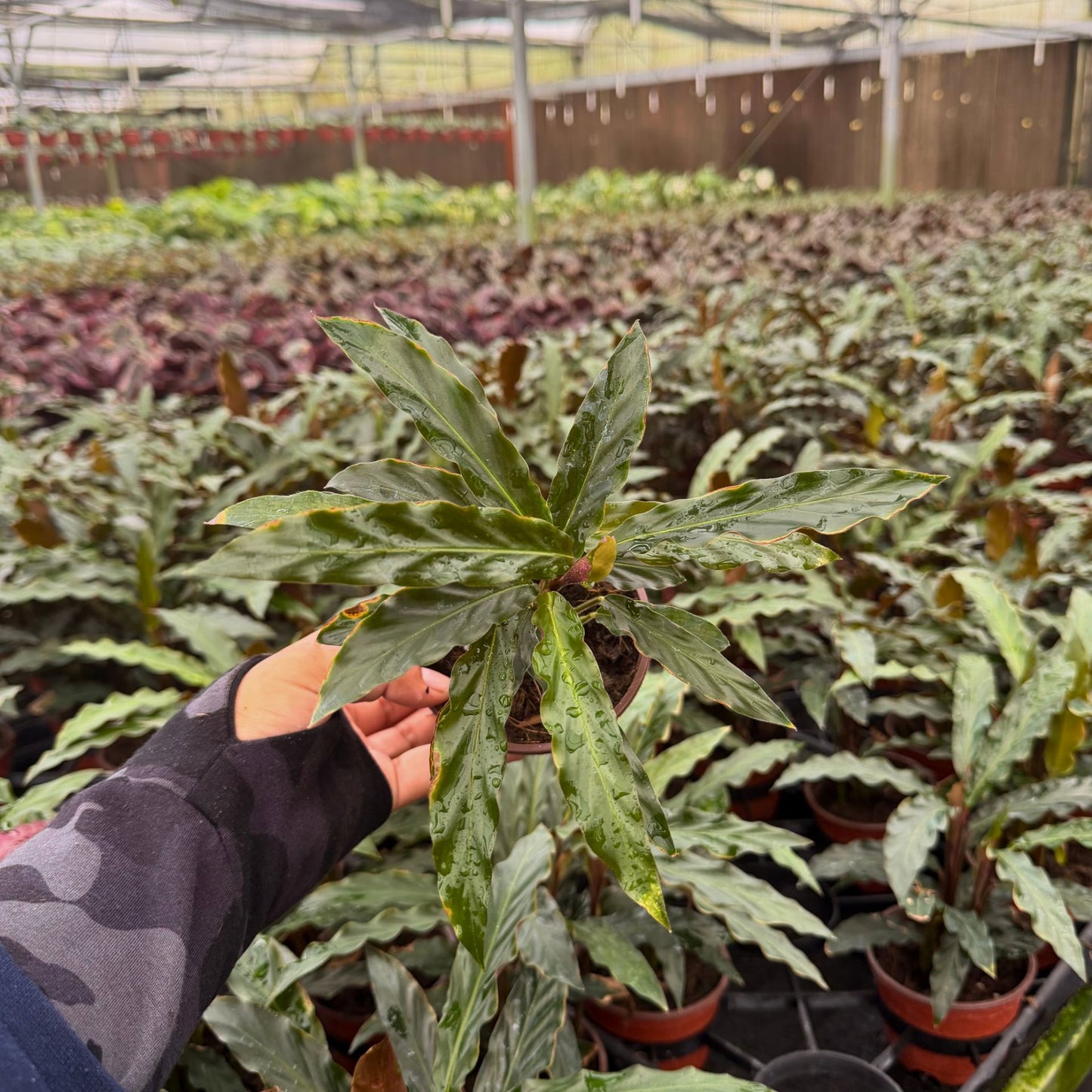 4” Calathea Rufibarba