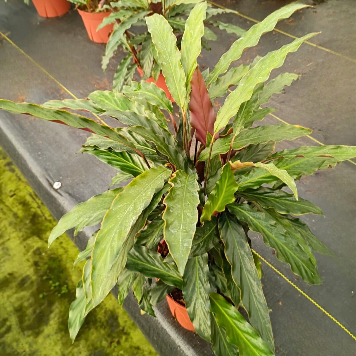 6” Calathea Rufibarba