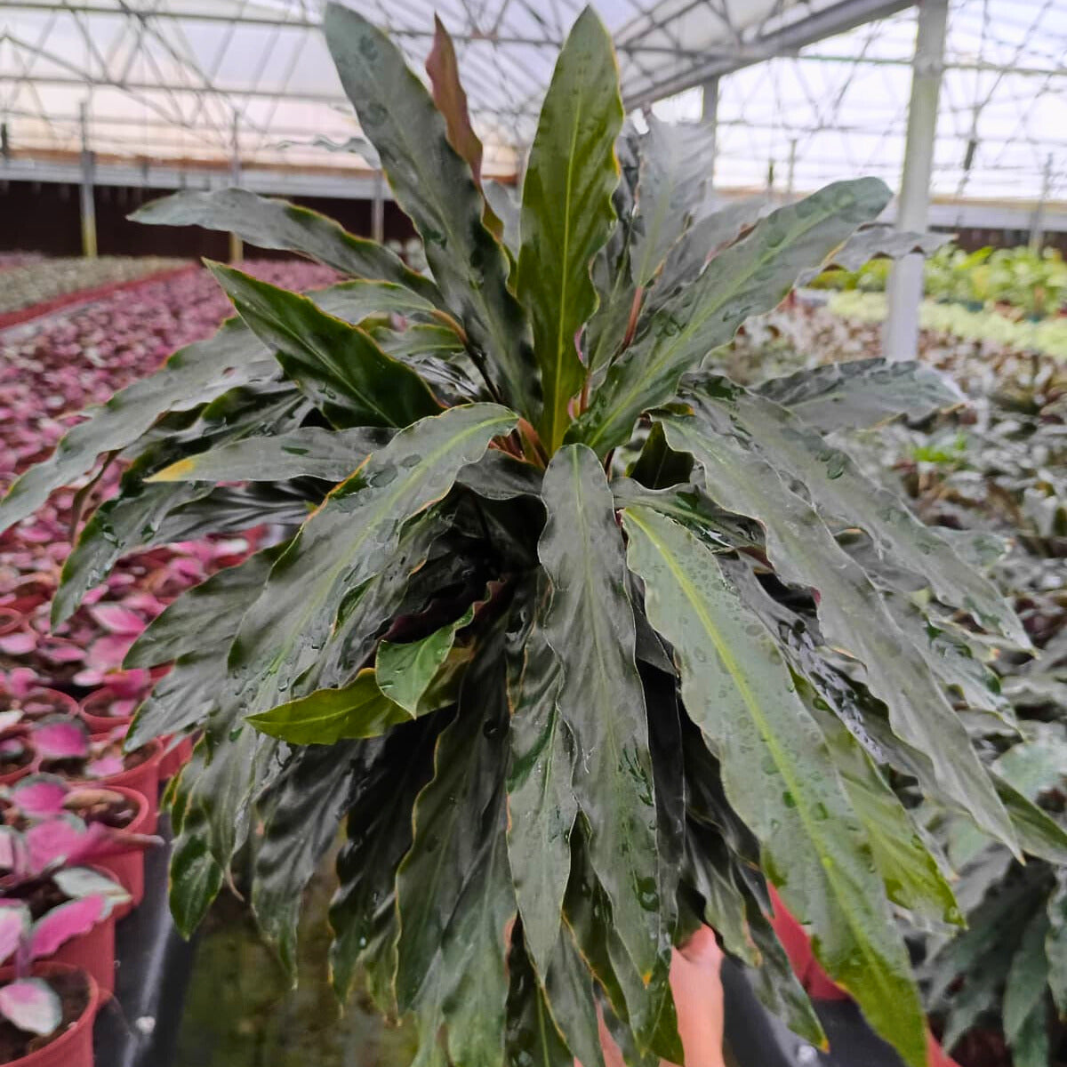 8" Calathea Rufibarba