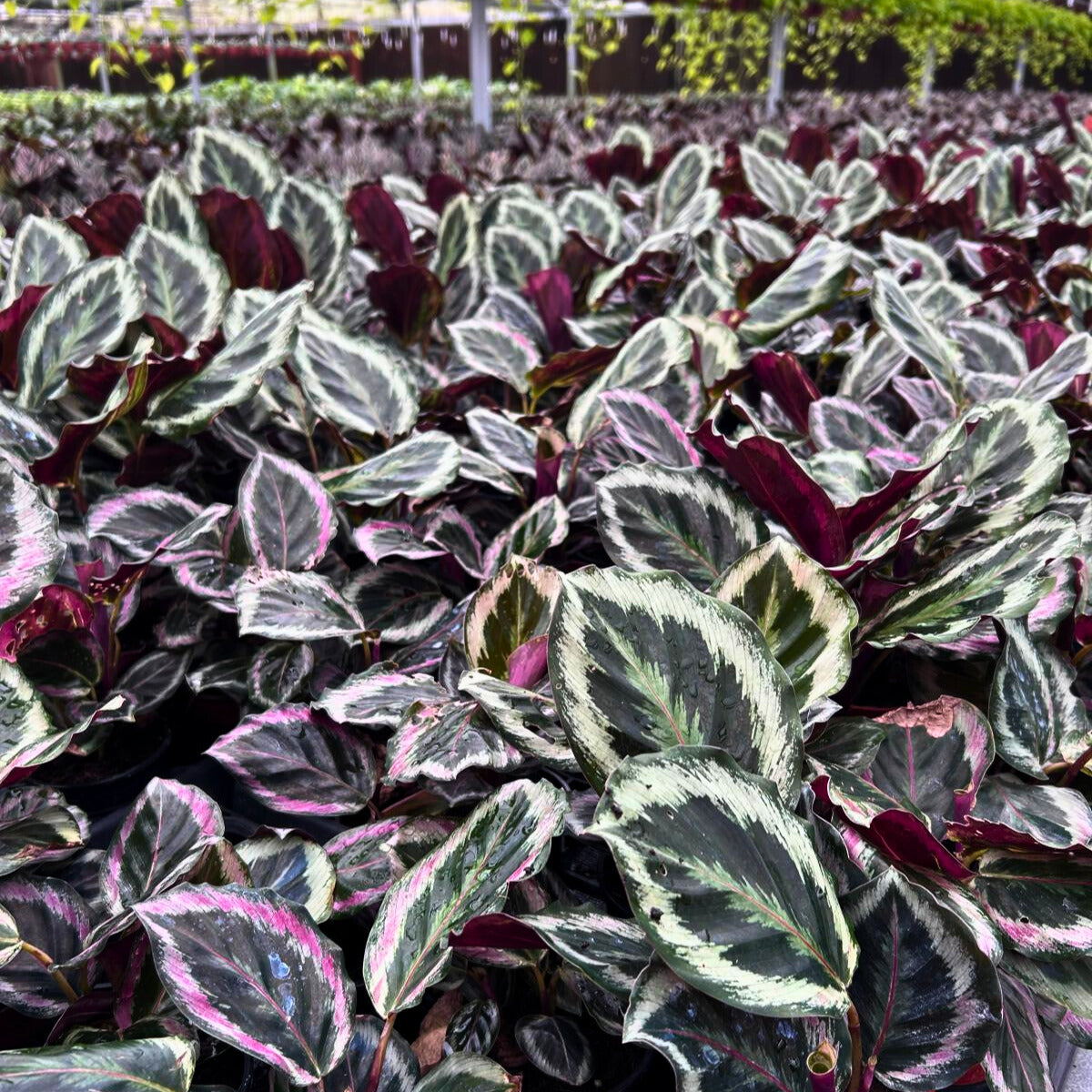 4” Calathea Shine Star