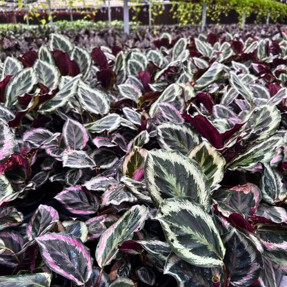 4” Calathea Shine Star