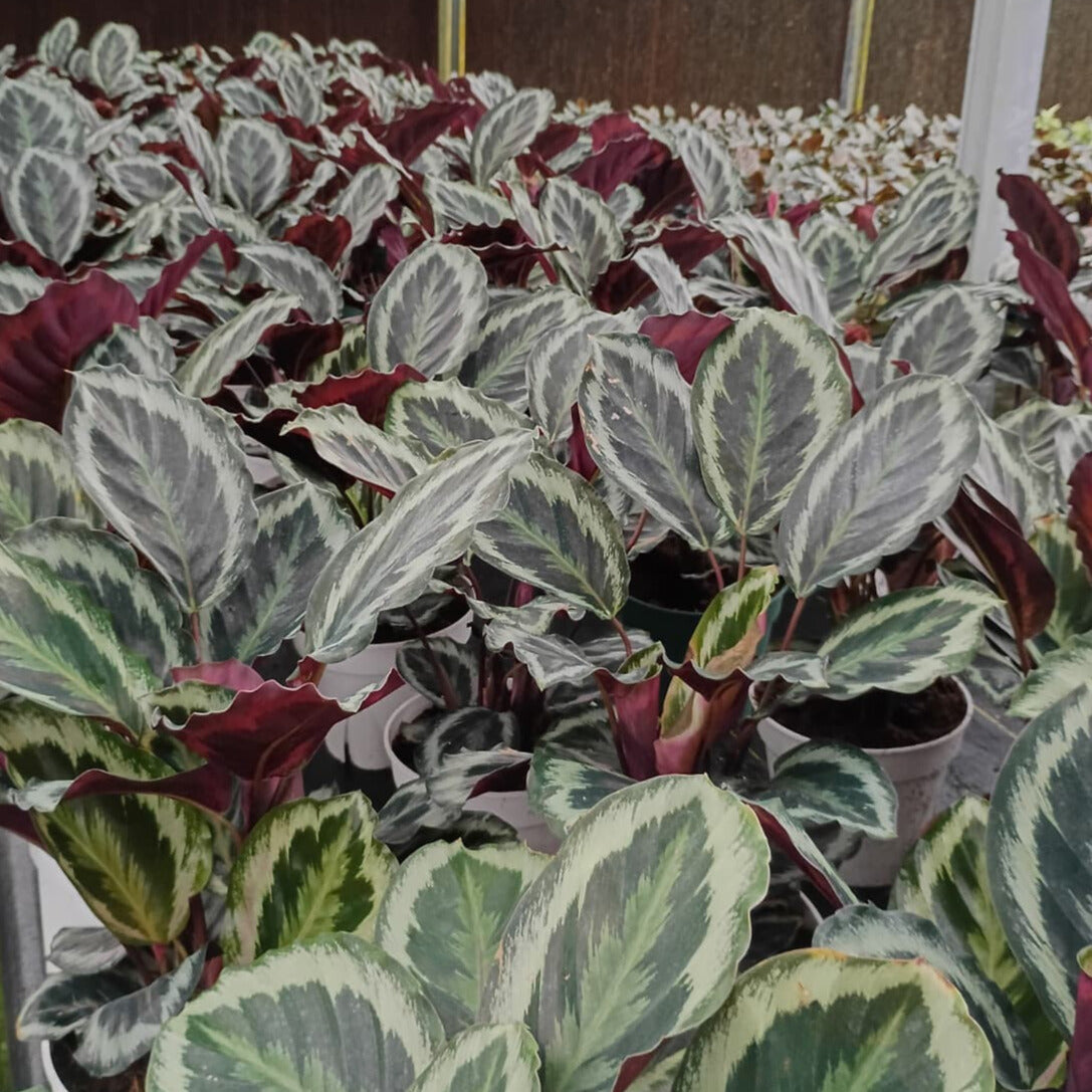 8" Calathea Shine Star