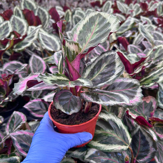 4” Calathea Shine Star