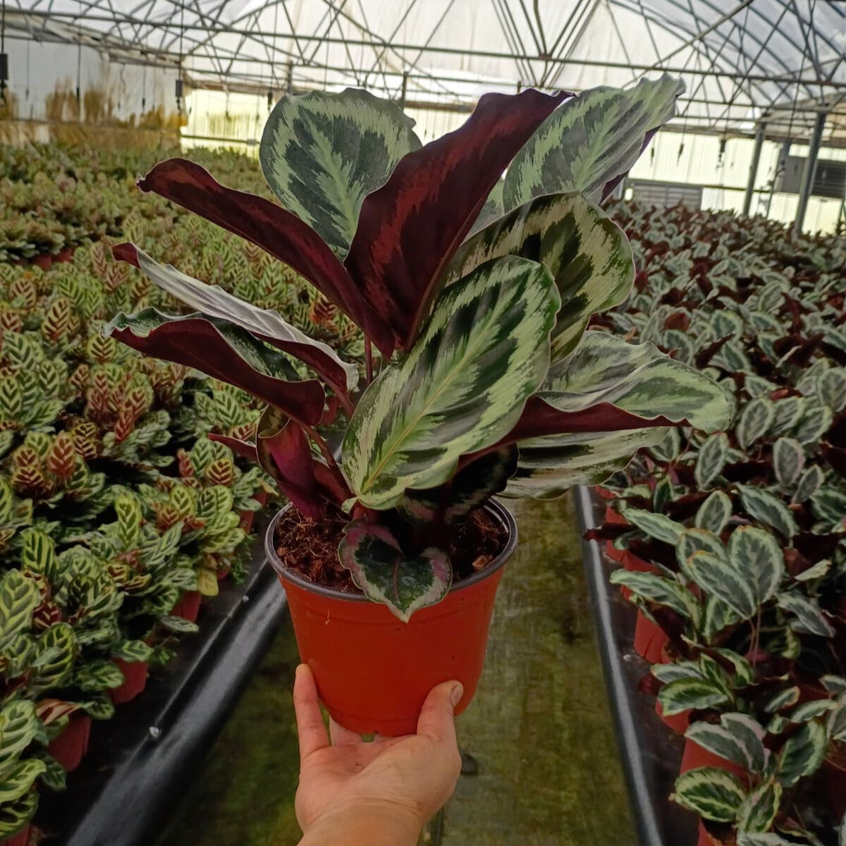 6" Calathea Shine Star