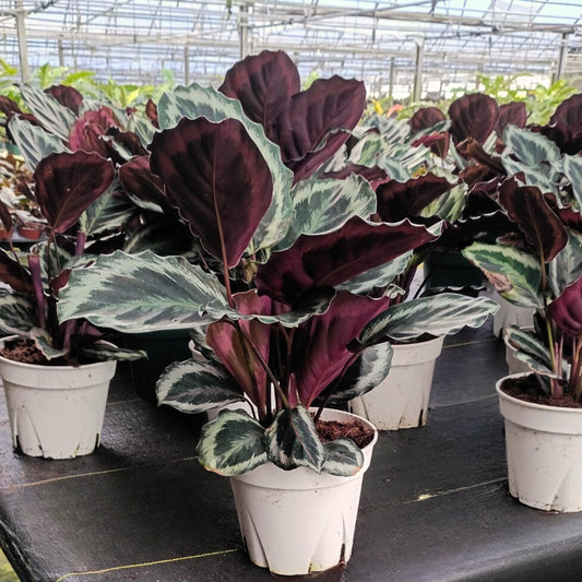 8" Calathea Shine Star