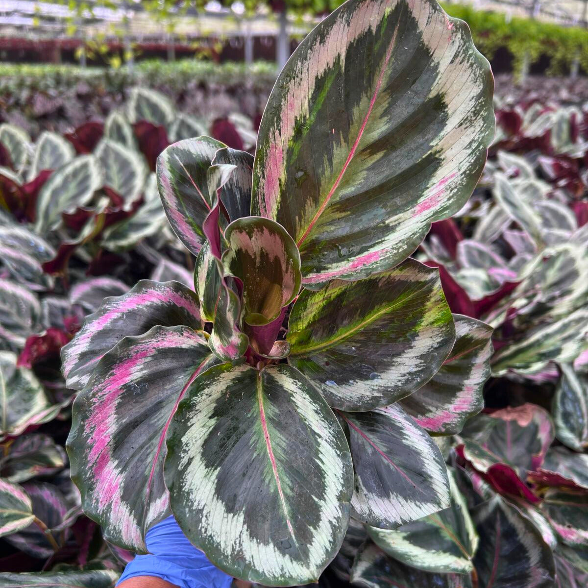 4” Calathea Shine Star