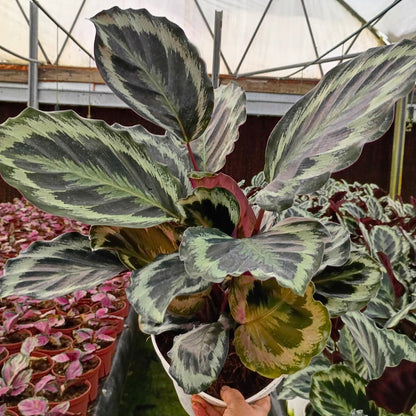 8" Calathea Shine Star