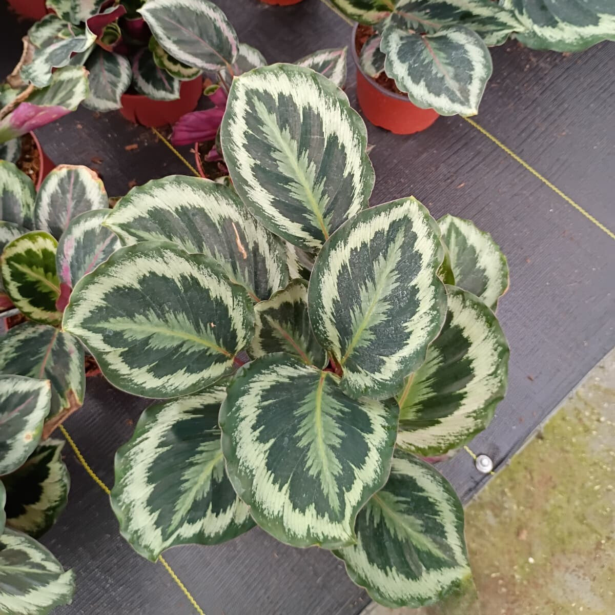 6" Calathea Shine Star