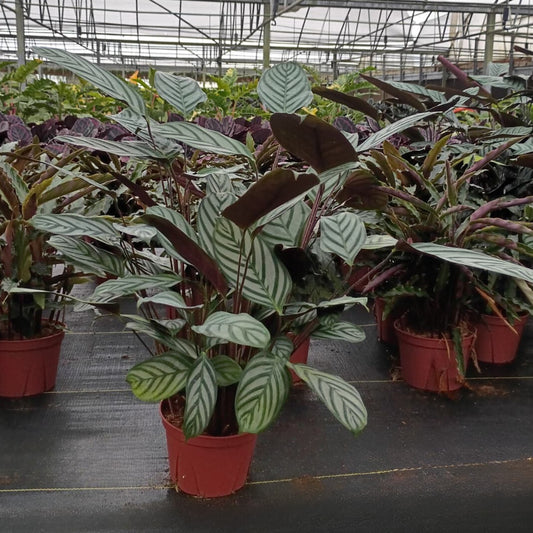 6" Calathea Silver Star