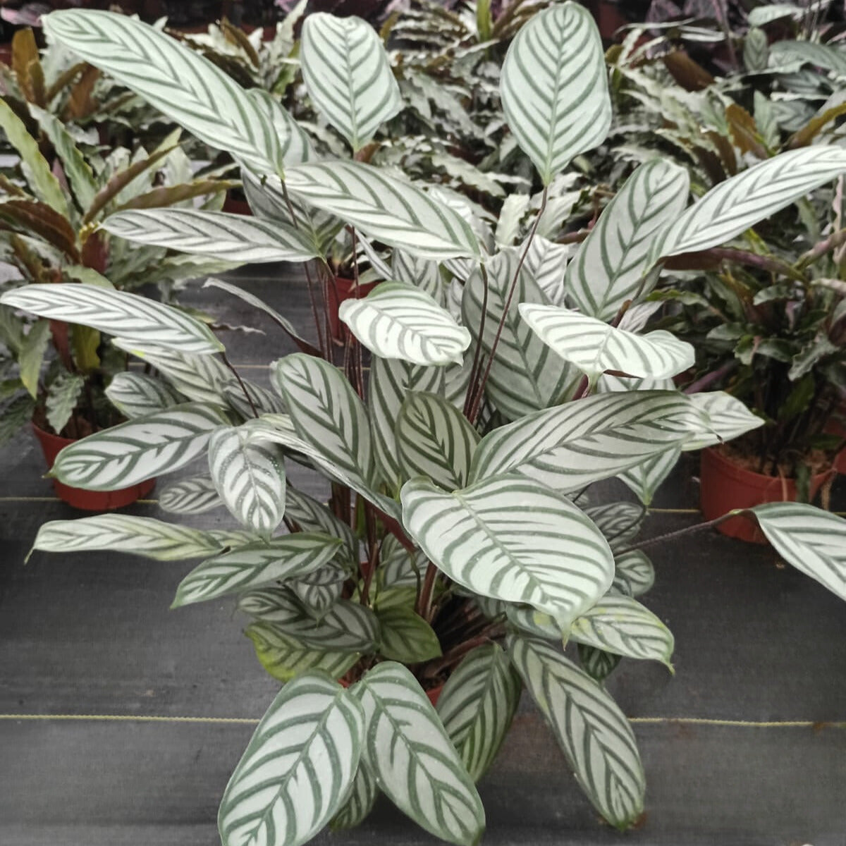 6" Calathea Silver Star