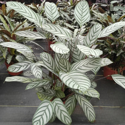 6" Calathea Silver Star