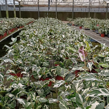 6” Calathea Stella (US PP34710) Propagation Strictly Prohibited