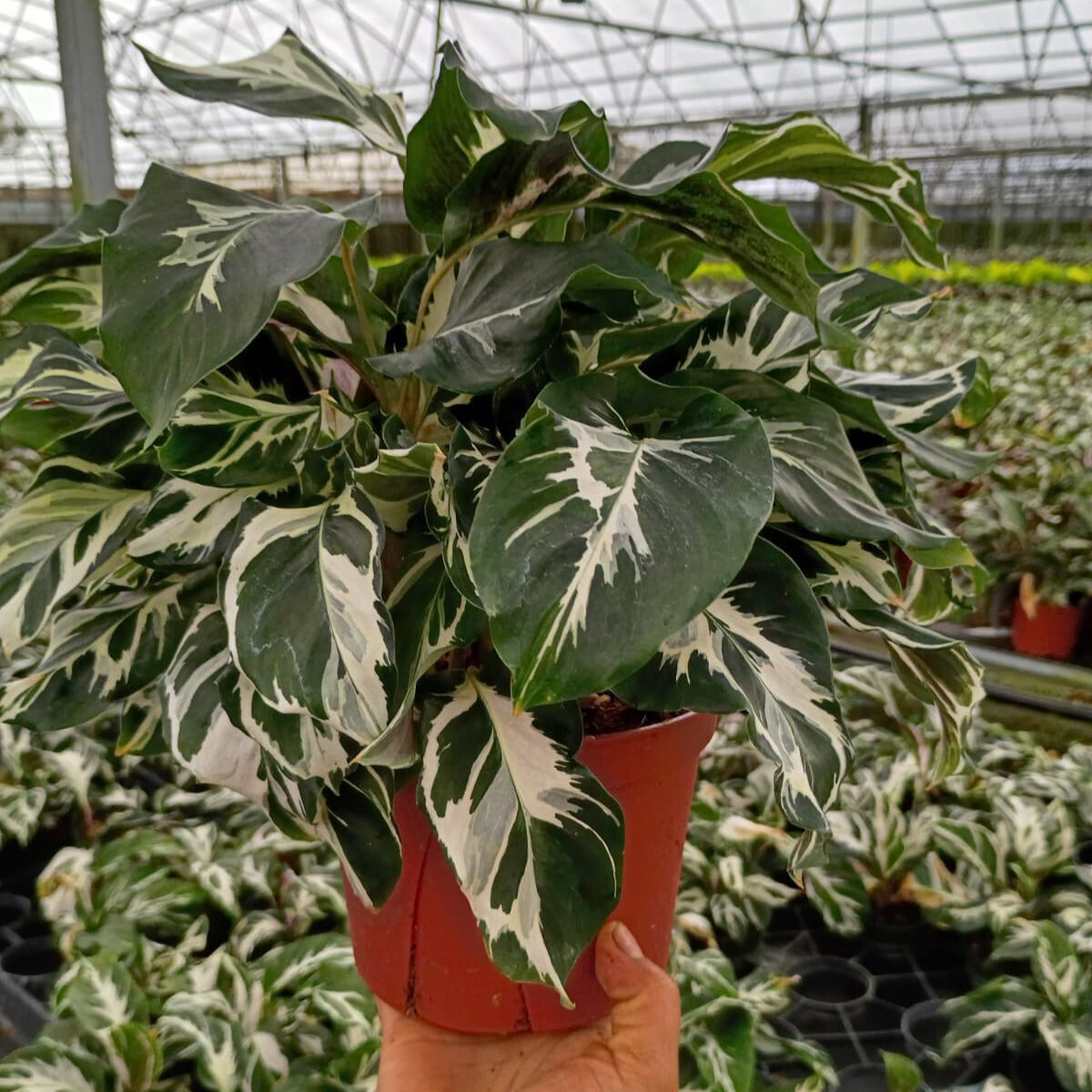 6” Calathea Stella (US PP34710) Propagation Strictly Prohibited