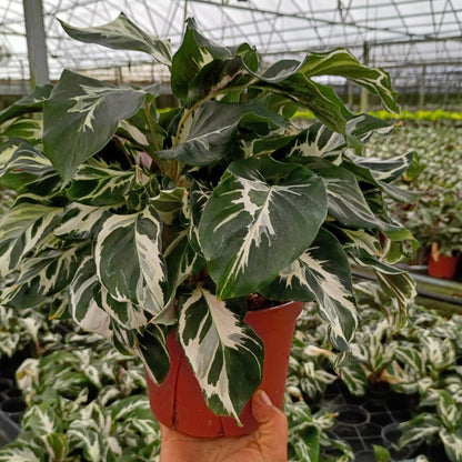 6” Calathea Stella (US PP34710) Propagation Strictly Prohibited