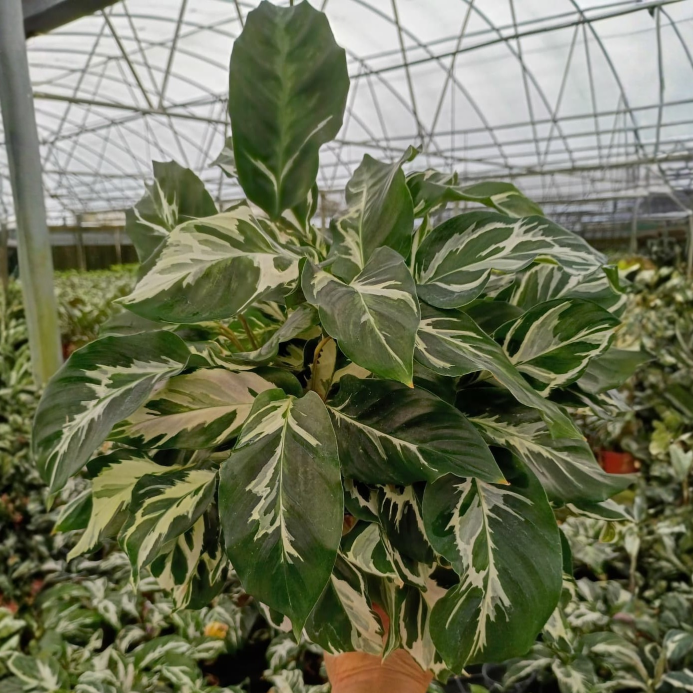 6” Calathea Stella (US PP34710) Propagation Strictly Prohibited