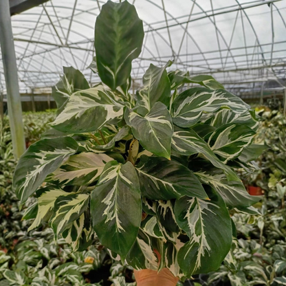 6” Calathea Stella (US PP34710) Propagation Strictly Prohibited