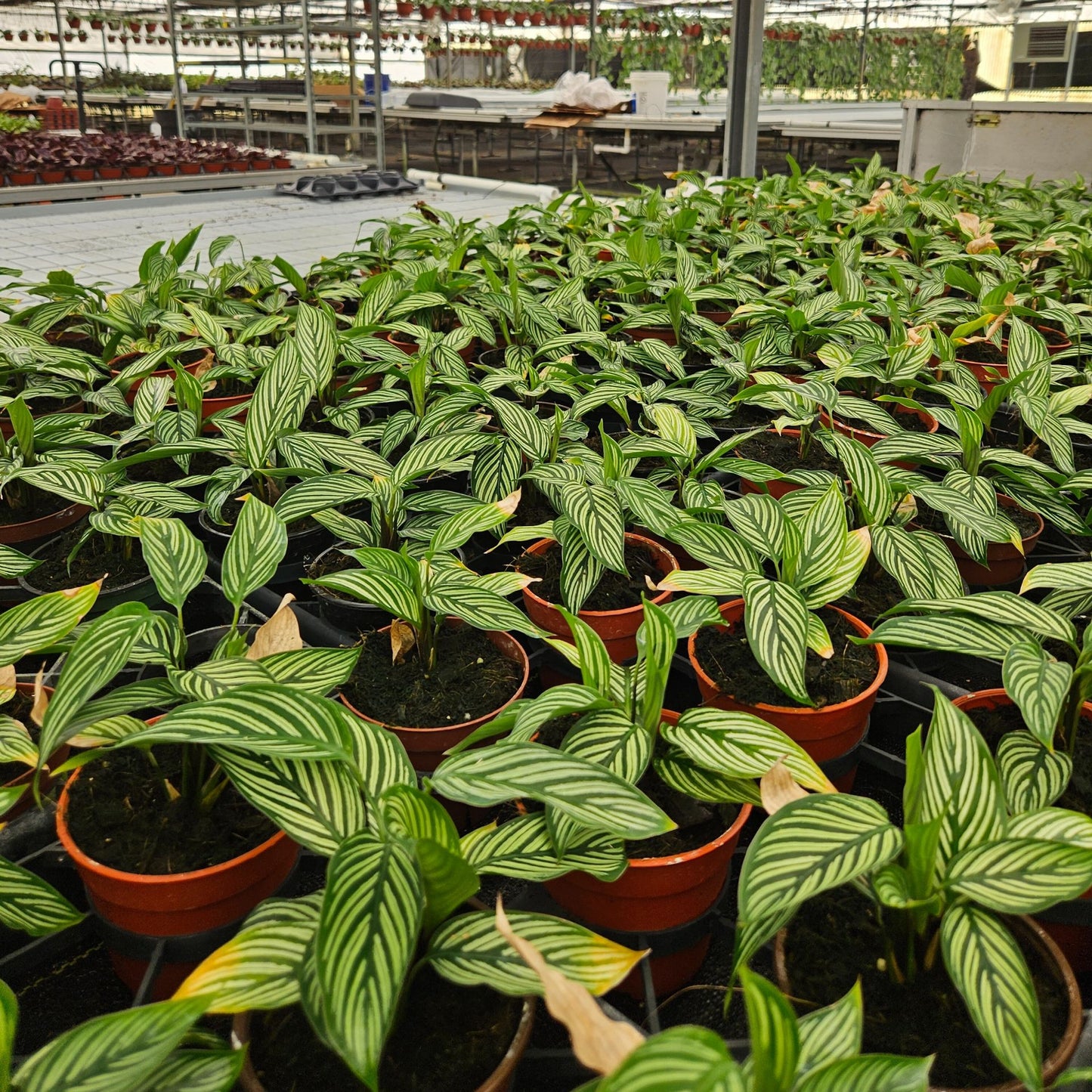 4” Calathea Vittata