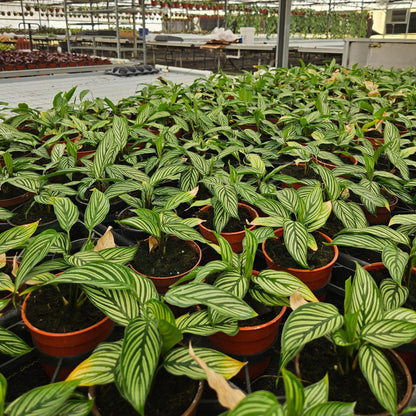 4” Calathea Vittata