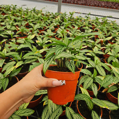 4” Calathea Vittata